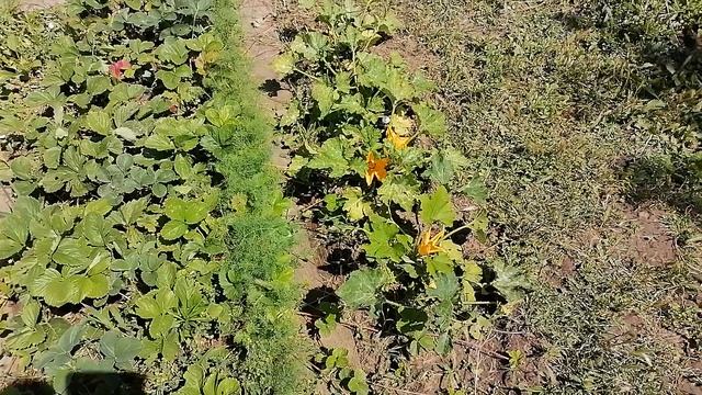VID_20250621_102307.mp4