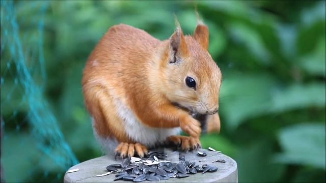 Белочка прибежала на угощение 16.06.2025
