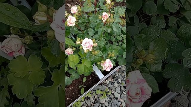 lv_0_20250621095631.mp4
