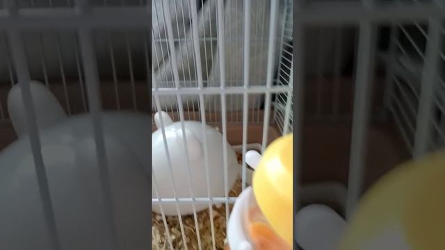 хомячок