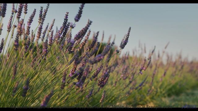 Мелодия, которая звучит как поцелуй под звёздами... - One In The Same -- Derek Clegg -- Solar