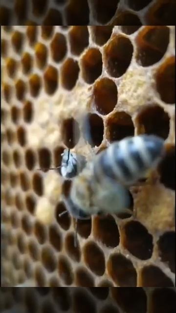 Пчёлка впервые знакомится с нашим миром 🐝 #shorts