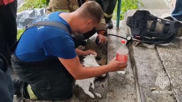 Пожарные делают искусственное дыхание коту.