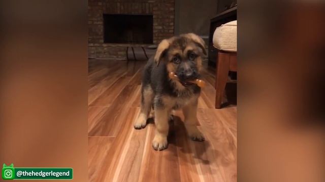 Потрясающе смешные Собаки И Кошки - Самые смешные и Милые видео с домашними животными