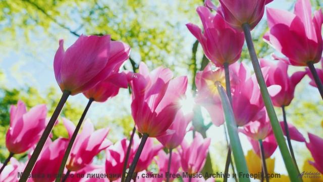 Эти виды и звуки вскружат голову - Bashful -- Ketsa -- Abundance