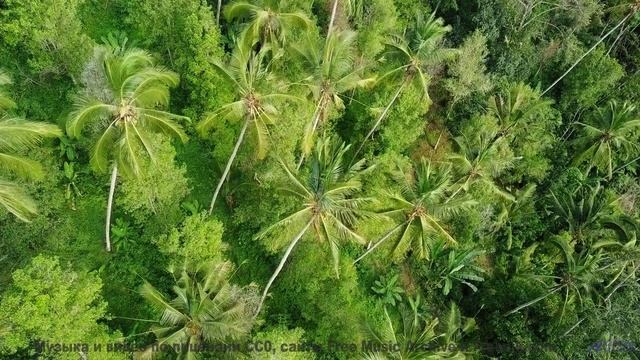 Поля и небо звучат лучше любого концерта вместе - Beautiful -- Ketsa -- Collective Consciousness