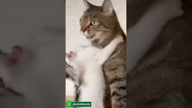 Плохой день Смотрите смешные видео с кошками и собаками и старайтесь не смеяться [1]