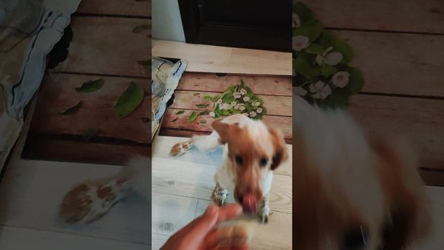 Упражнение перед кормлением.mp4