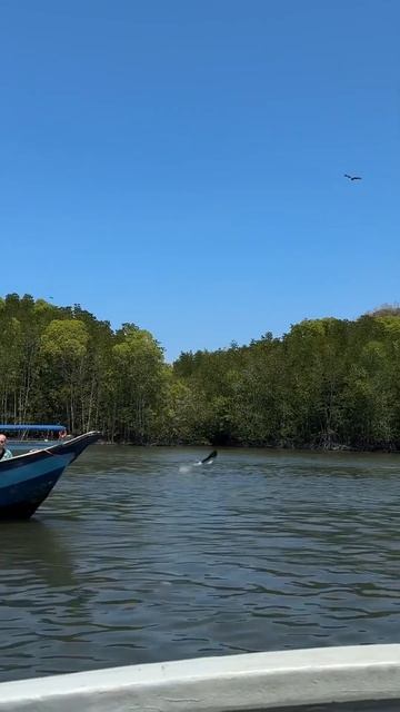 Поездка на лодке по мангровой реке на острове Ленгкави #malaysia #малайзия #langkawi #лангкави