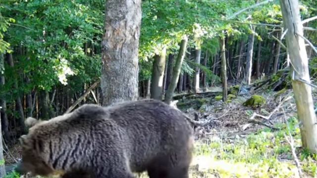 Мишка видео фотоловушки