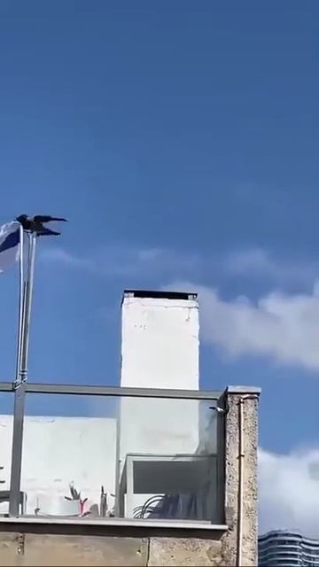 Против жидких даже птицы