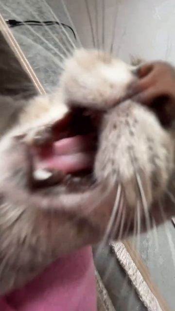 Котик оперный певец