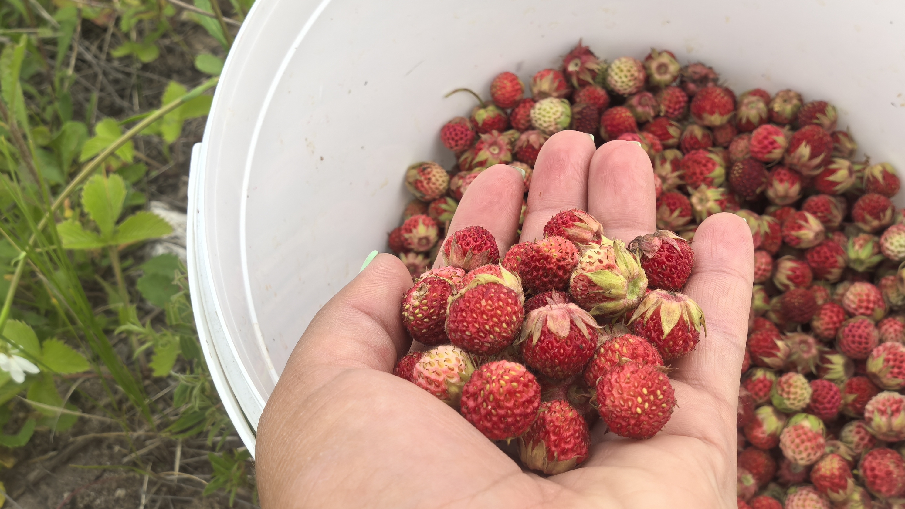 ВЛОГ, собираем луговую клубнику🍓
