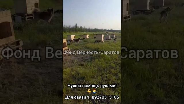 нужна помощь руками #саратов #вдобрыерукисаратов #верностьсаратов