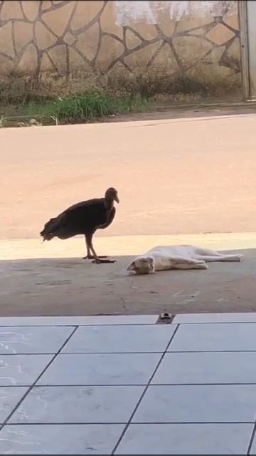 1000000406.mp4