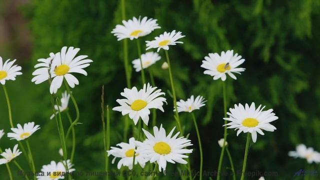 Скорость, адреналин и звуки, от которых сжимаются кулаки! - Fantasy For Two Recorders -- Young Grand