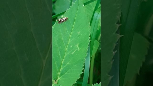 Амбарная моль, или хлебная моль (Nemapogon granellus)
