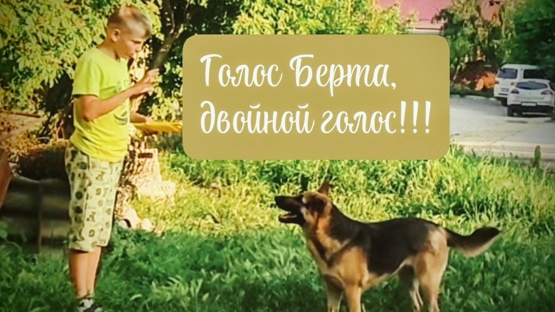 Ребёнок дрессирует собаку, Альфа и Берта ловят сладкое