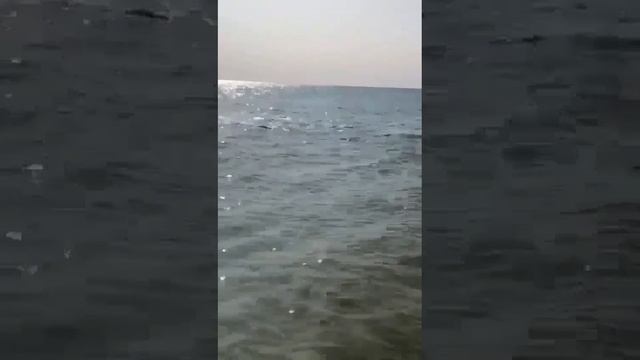 ДЕЛЬФИНЫ рожают на мелководье Азовское море, дельфинчики прыгают из воды