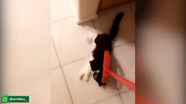 Потрясающе забавные Собаки И Кошки - Самые Милые и Смешные Видео с домашними животными