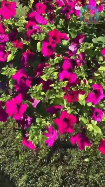 Что нужно делать с сурфинией, чтоб она радовала своим цветением🌺