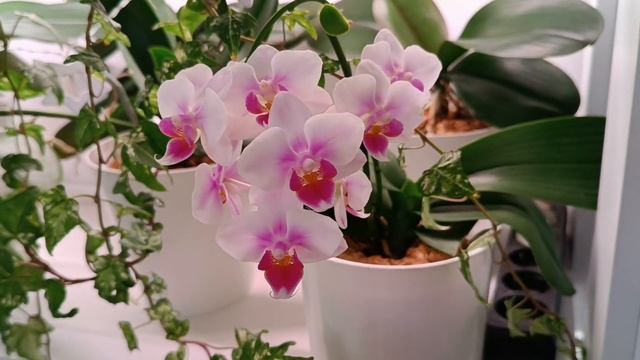 Красота расцветает 💓💖💕 22.06.2025г.