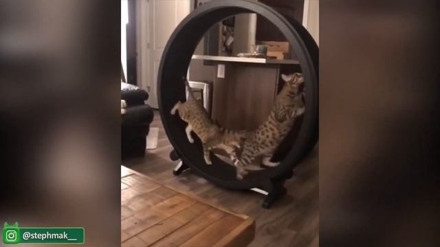Забавные видео с кошками, Которые Заставят Вас Рассмеяться