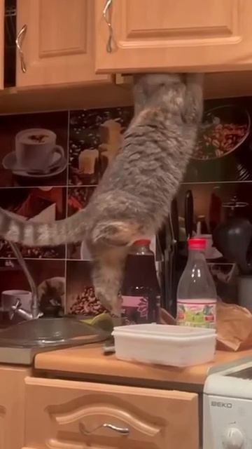 Наш TG https://t.me/liveofcats