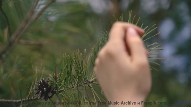Звук раскрывает природу так, что перехватывает дыхание - Make A Wish -- Scott Holmes Music -- Inspir