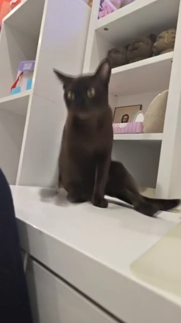 Котейка на движе