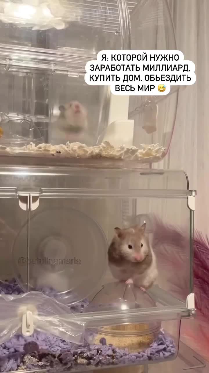 Один хомяк бежит по кругу второй дрожит рядом. 🐹