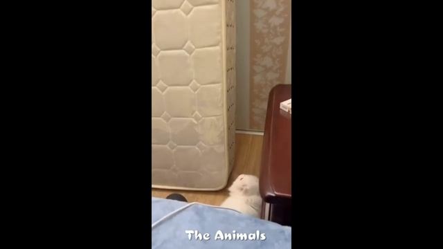 Приколы с животными!