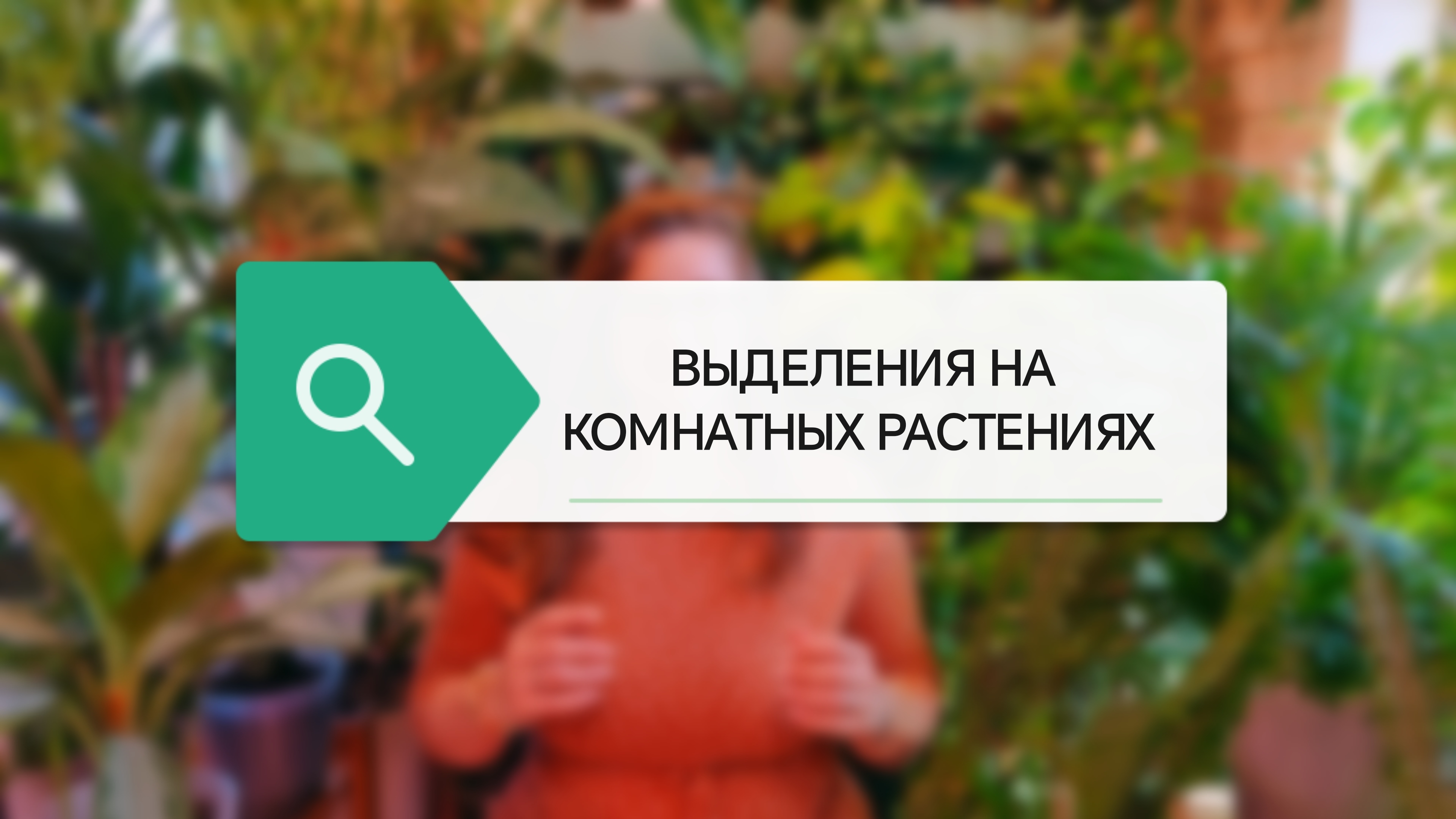 КАПЛИ НА КОМНАТНЫХ РАСТЕНИЯХ