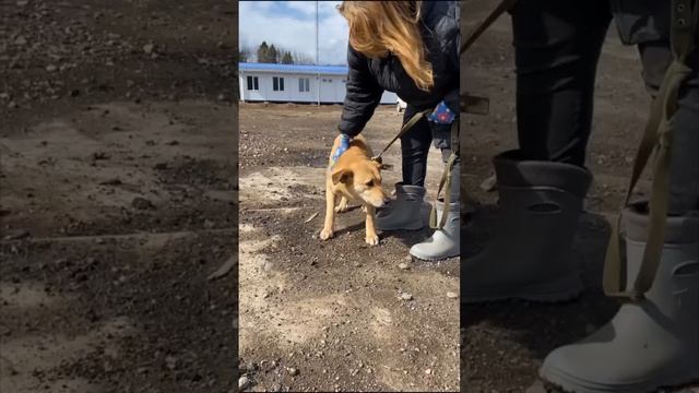 Ласка 💔

Она всю жизнь прожила в приюте