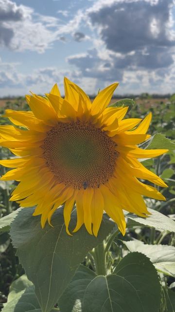 Краснодарский край. Начал зацветать подсолнечник 🌻 21 июня 2025