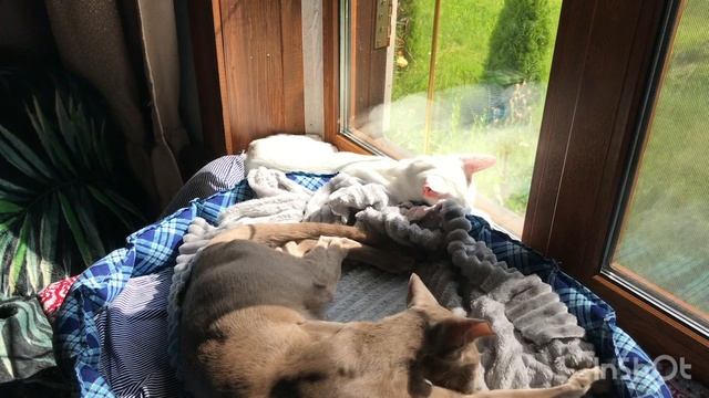 Хвост провокатор 🙀