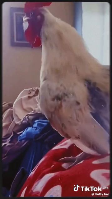VID_20250622_104803_058.mp4