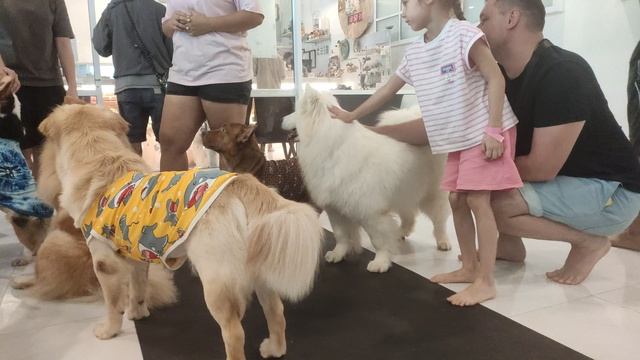 dog кафе
