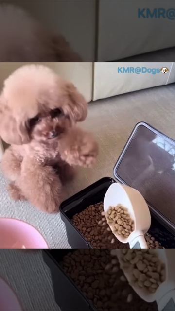 Собачка, знающая свою меру😋😂