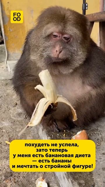 Кто со мной? #кулинария #еда #юмор #питание #жизненно #прикол #перекус #диета #смех #foodru