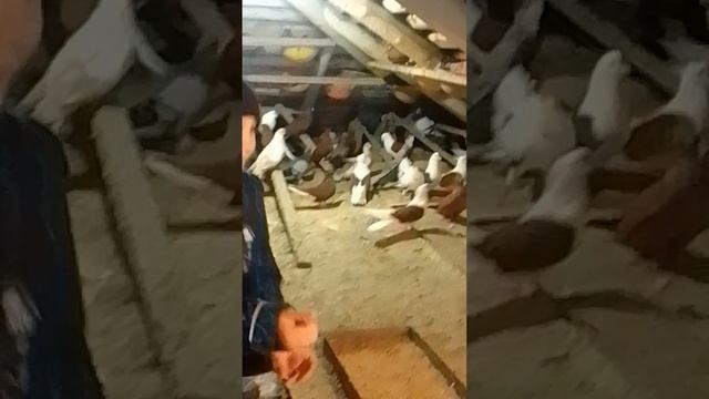 VID_20250401_105808.mp4