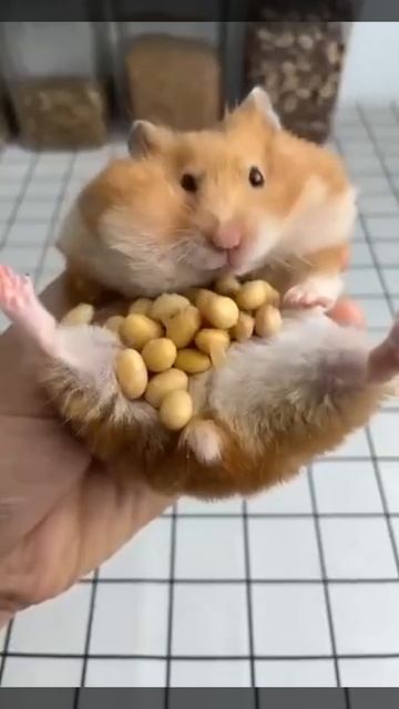 Захомячил