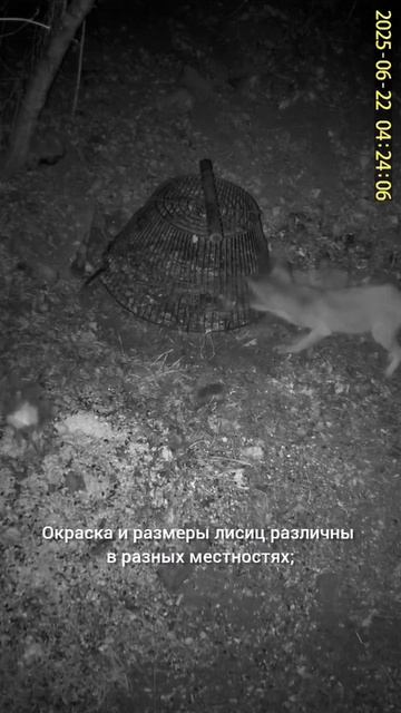 ЛИСА ОБЫКНОВЕННАЯ