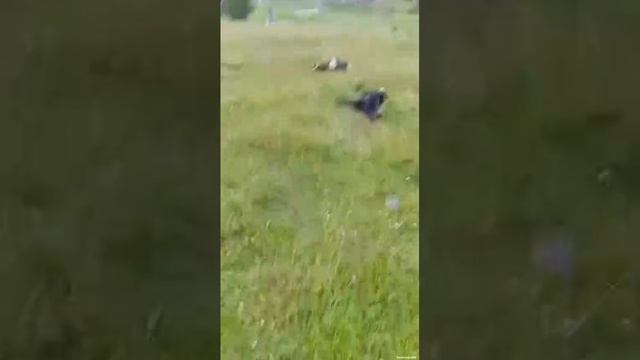 Молния ударила в стадо овец. К сожалению около двадцати животных погибли.
