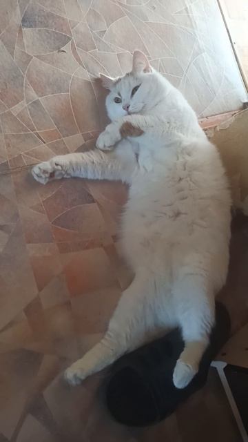 Кошка Белка! На чиле, на расслабоне)))