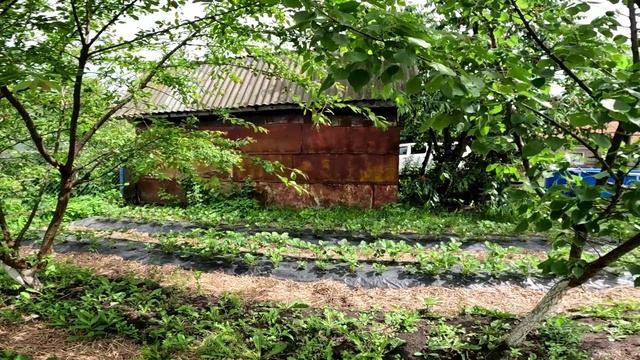 Земклуника Купчиха - 30г
