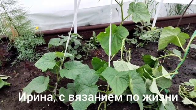 Влог с 16 по 22 июня 2025г