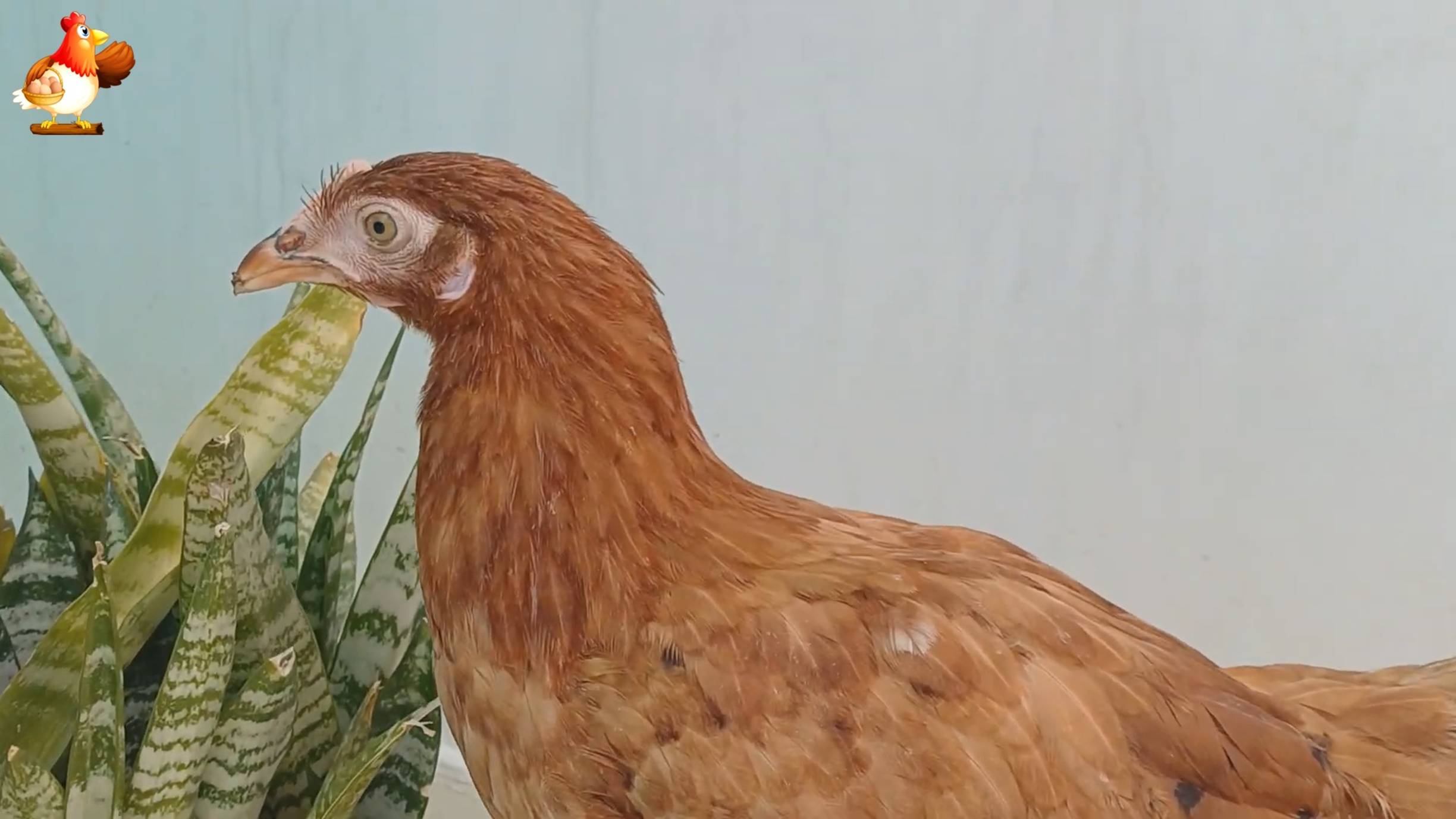 Цыплятам Род Айленд 107-108 дней  ❣️🐤🐥😂