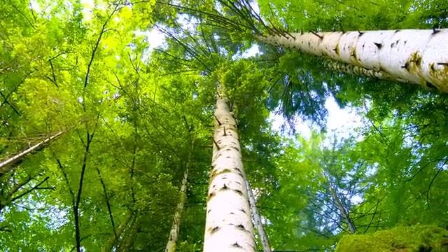 Шёпот природы и музыка для внутреннего равновесия – Часть 12
