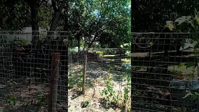 VID_20240617_115904.3gp